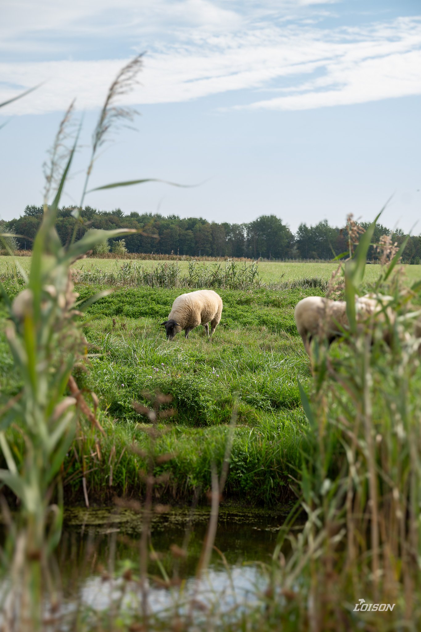 Le Moulin du Zuidbrouck - Clairmarais Moutons dans les prairies du marais, au pied du moulin